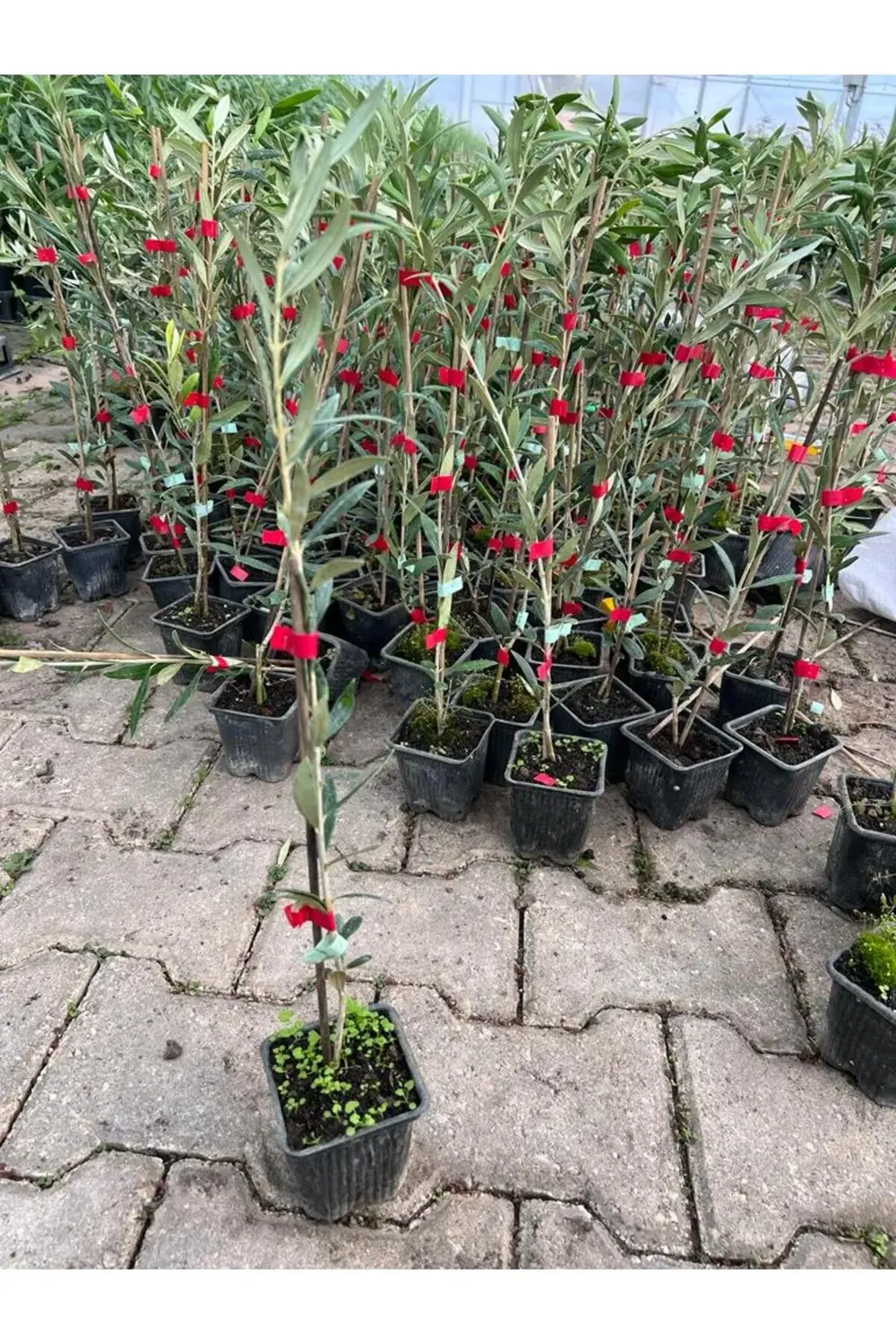 Arbequina Bodur Yağlık Ispanyol Zeytin Fidanı