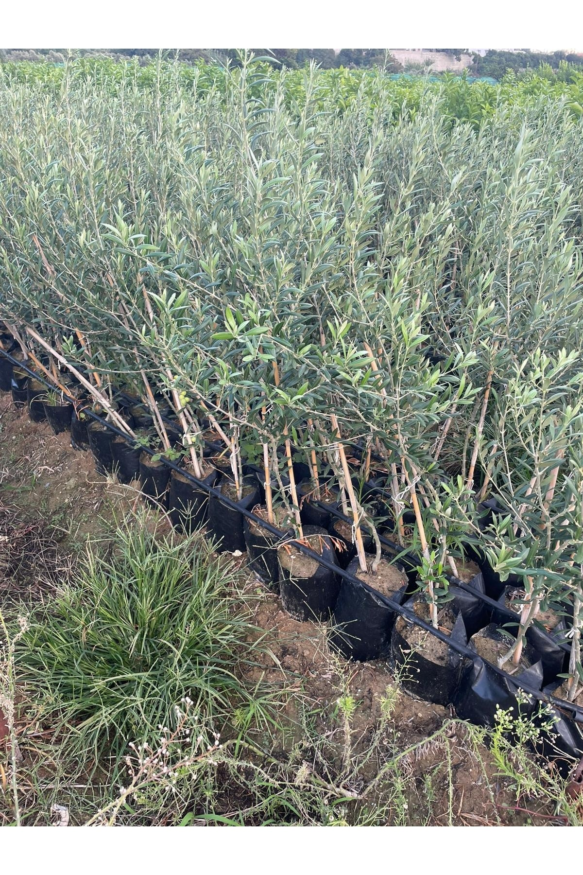 Arbequina Bodur Yağlık Ispanyol Zeytin Fidanı 2 Yaş