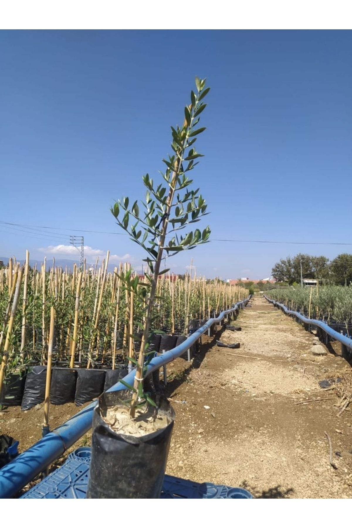 Arbequina Zeytin Fidanı