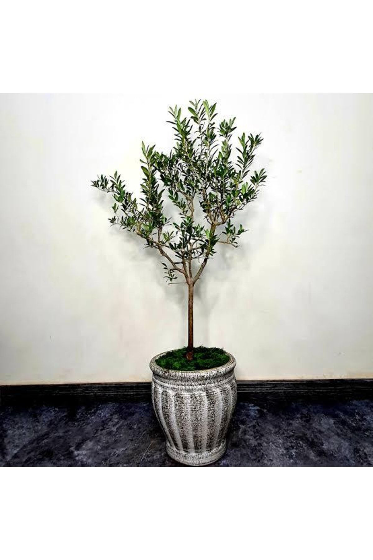 Arbequina Zeytin Fidanı