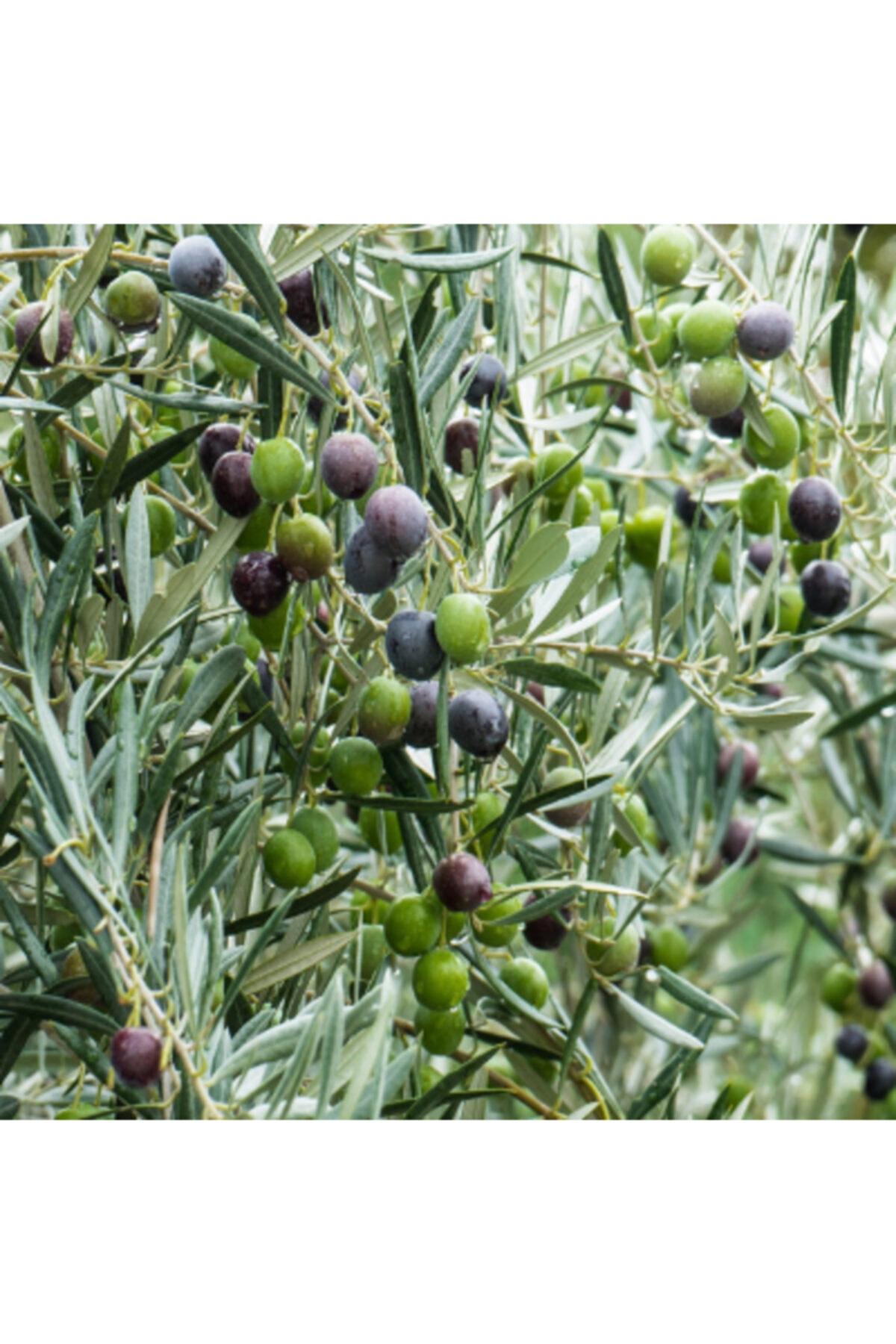 Arbequina Zeytin Fidanı