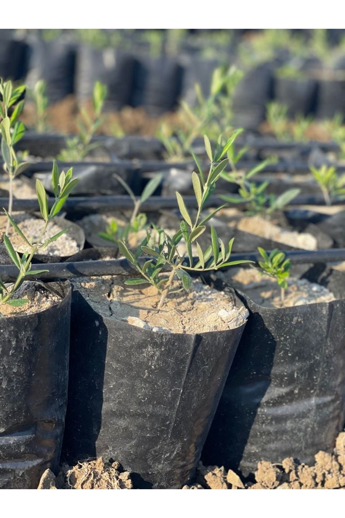 Arbequina Zeytin Fidanı