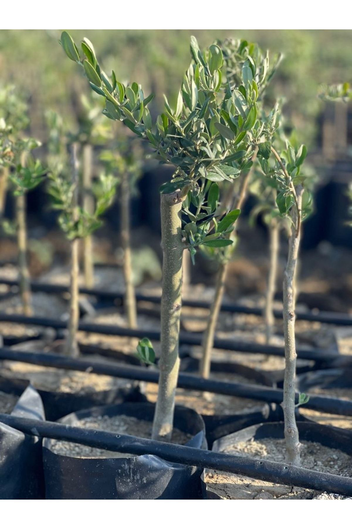 Arbequina Zeytin Fidanı