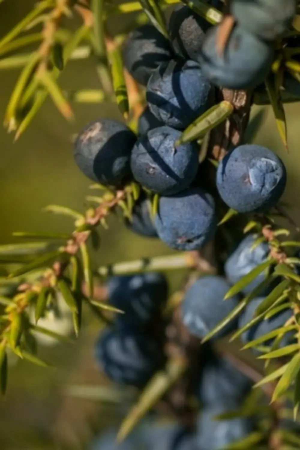 Ardıç Katranı Sabunu Hatay El Yapımı %100 Organik Doğal Sabun 1 K
