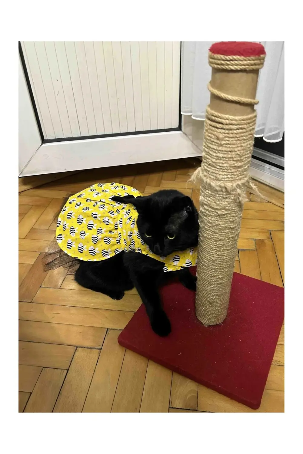 Arı Desenli Sarı Kedi Köpek Kıyafeti Elbisesi