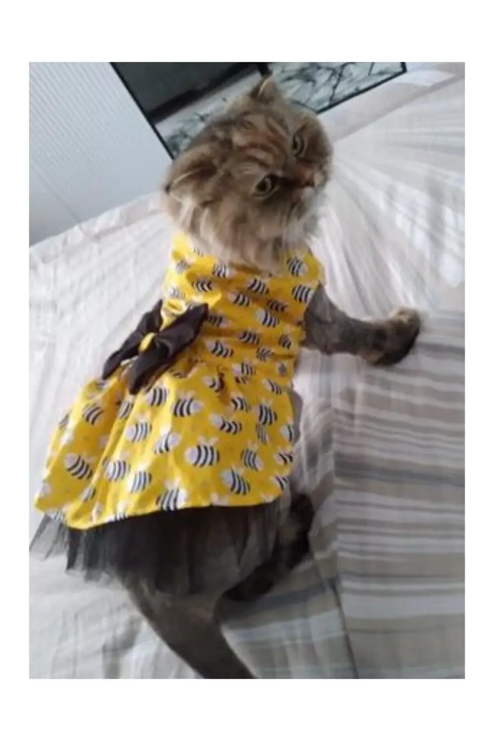 Arı Desenli Sarı Kedi Köpek Kıyafeti Elbisesi