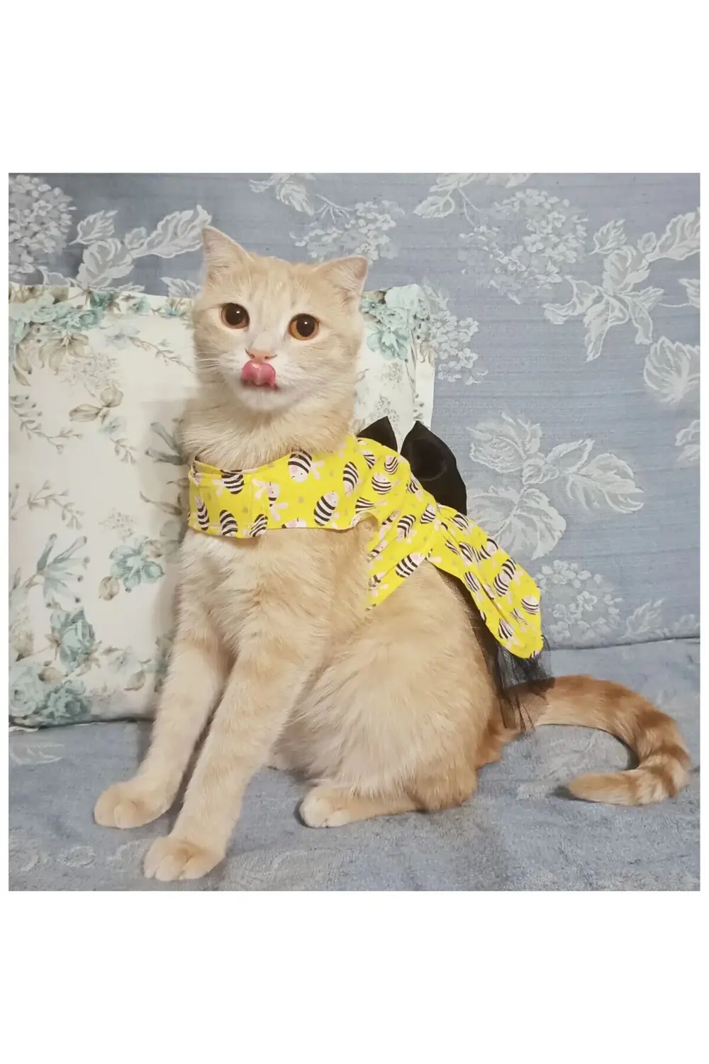 Arı Desenli Sarı Kedi Köpek Kıyafeti Elbisesi