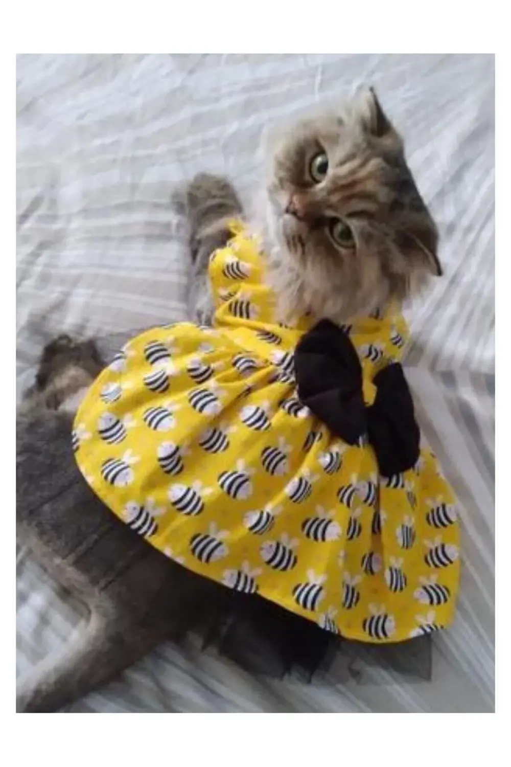 Arı Desenli Sarı Kedi Köpek Kıyafeti Elbisesi