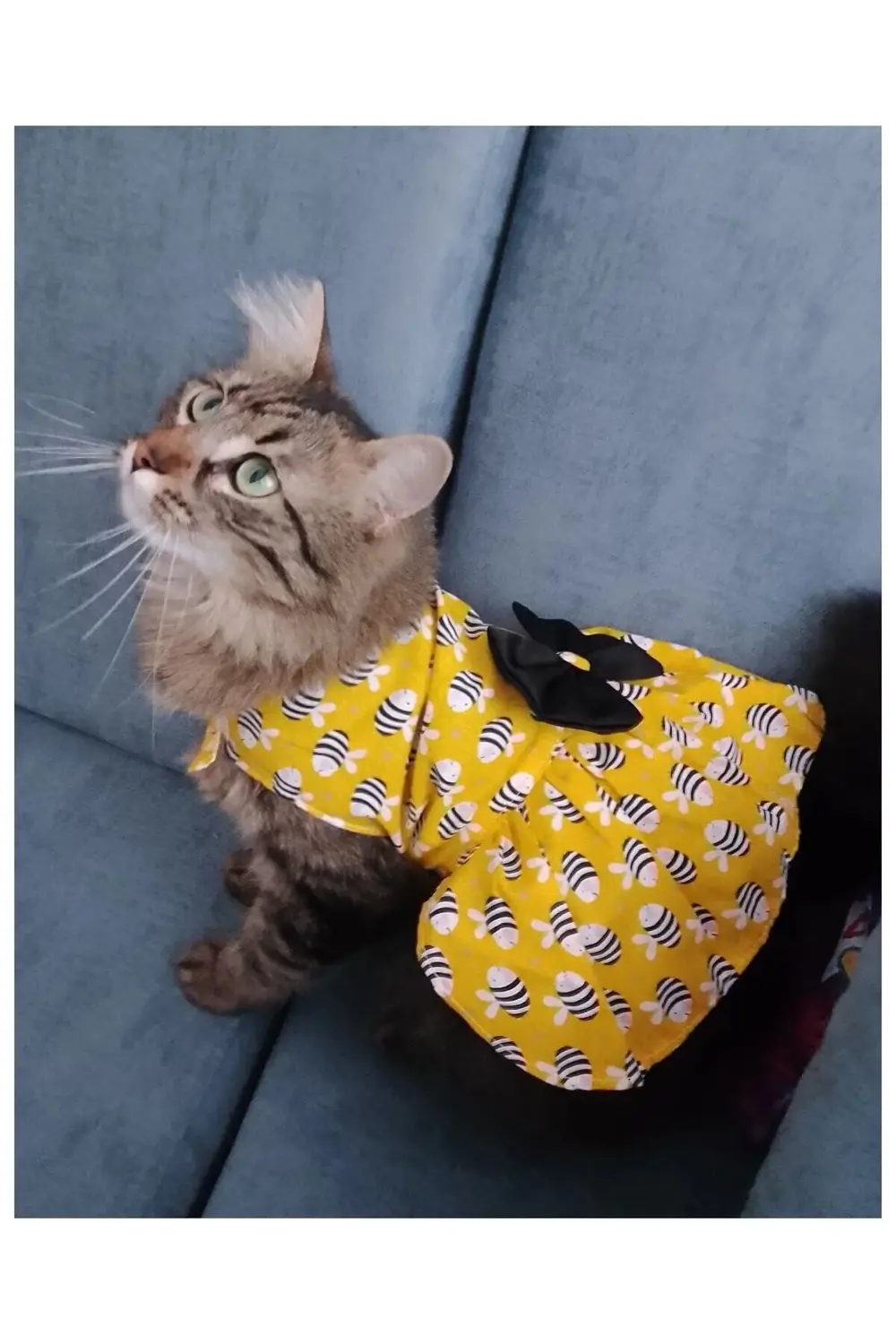 Arı Desenli Sarı Kedi Köpek Kıyafeti Elbisesi