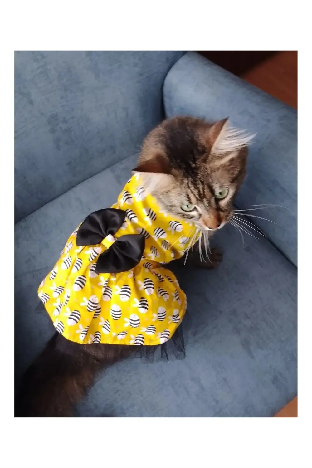 Arı Desenli Sarı Kedi Köpek Kıyafeti Elbisesi