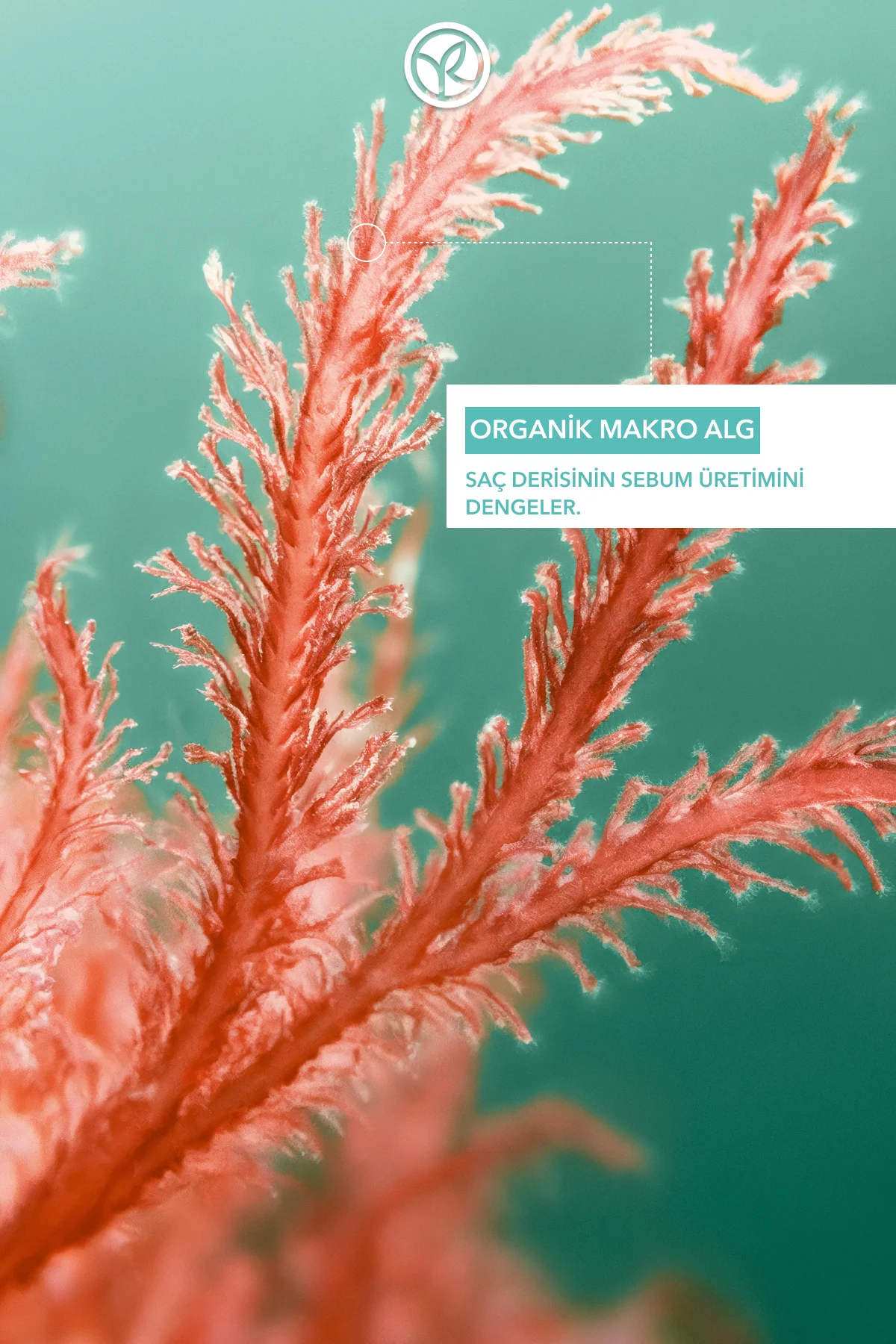 Arındırıcı Kuru Şampuan - Tüm Saçlar / Purete - Tuzsuz ,Vegan -15