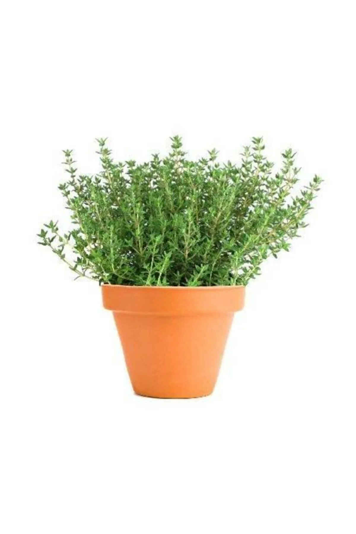 Aromatik Dağ Kekiği Tohumu 25 Adet Kekik Tohumu Aromatik Dağ Kekiği Tohumu 25 Adet Kekik Tohumu