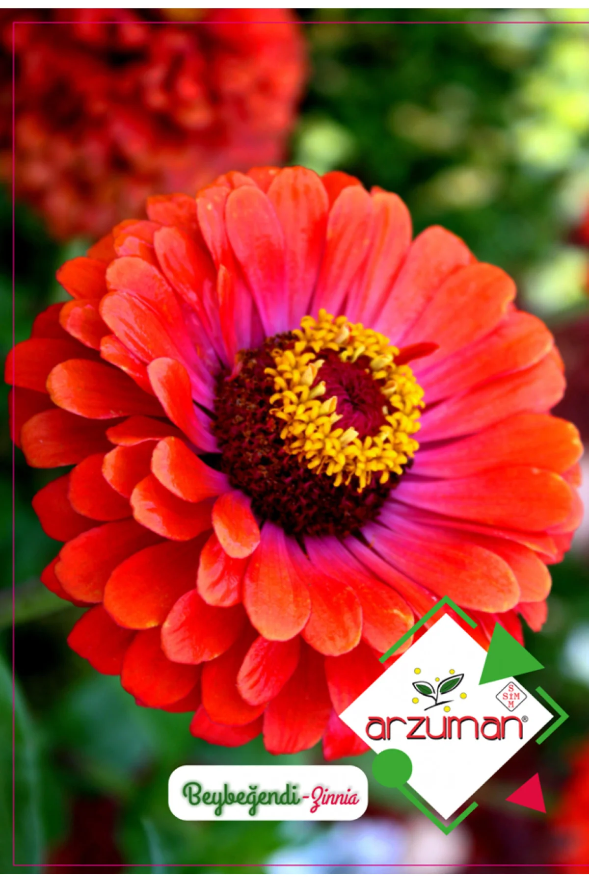 arzuman Beybeğendi Çiçeği 2 paket arzuman Beybeğendi Çiçeği 2 paket