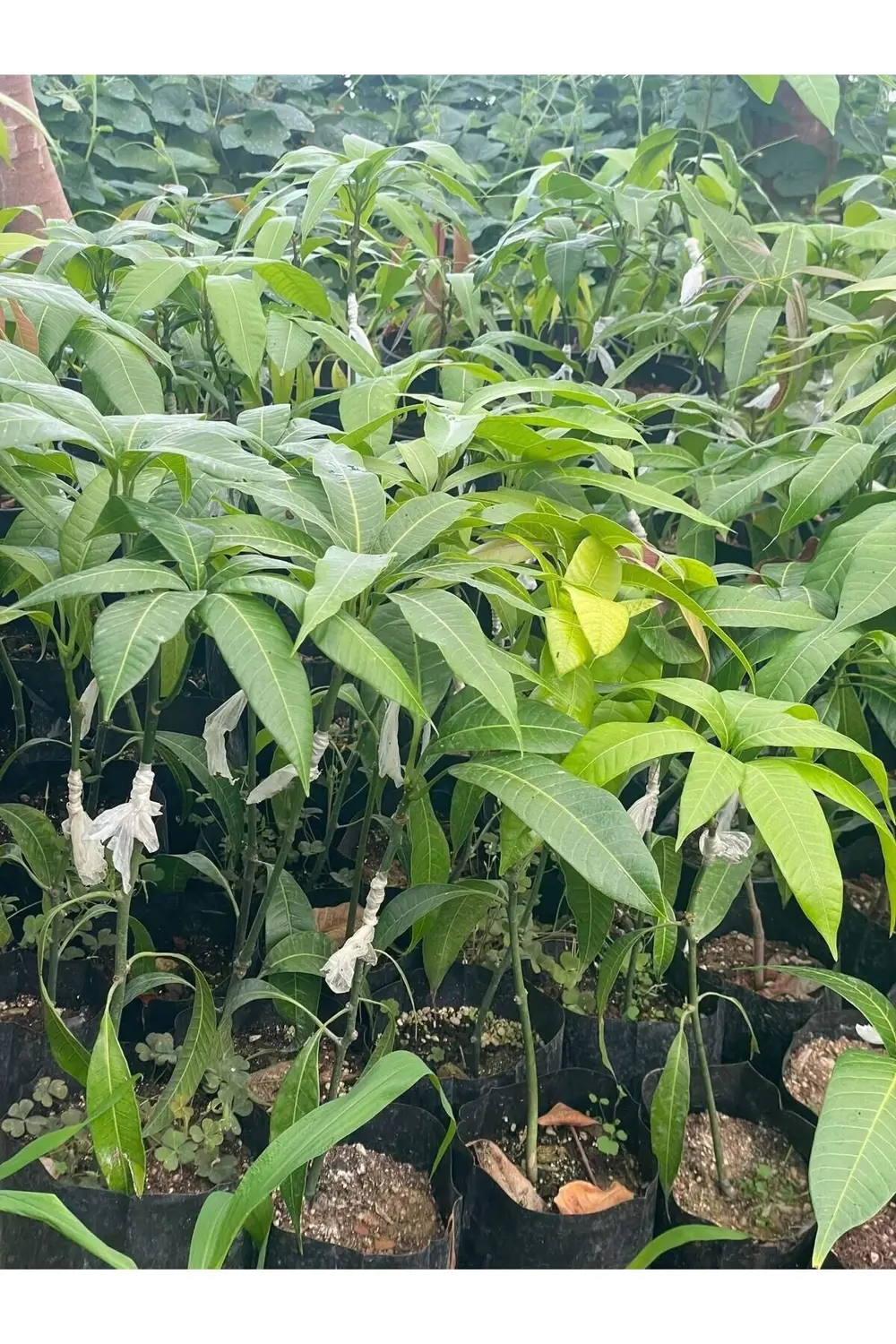 Aşı Istemeyen Mango Fidanı -50 Cm-60 Cm