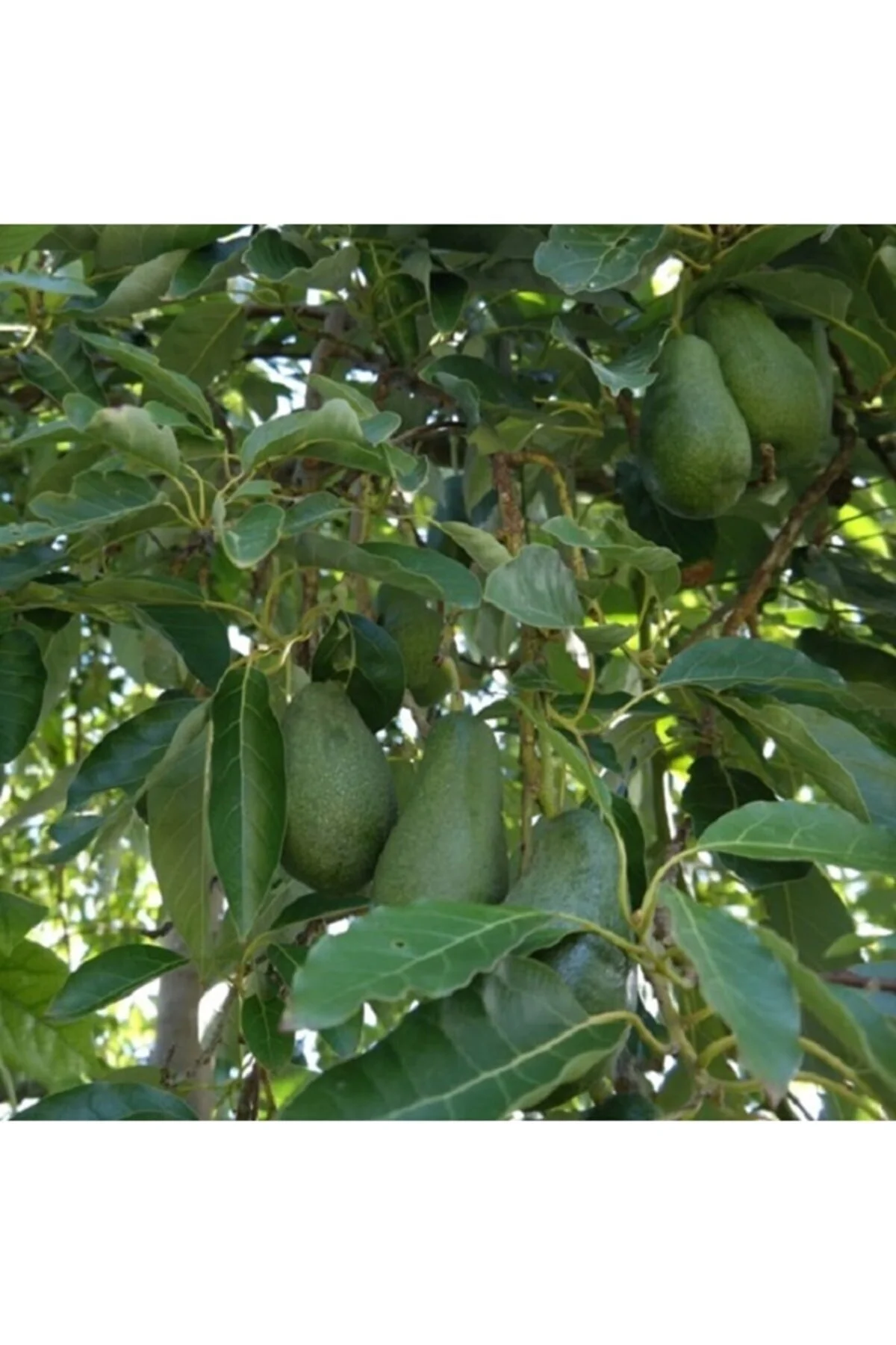 Aşılı Avakado 2 Yaş Zutano Aşılı Avakado 2 Yaş Zutano