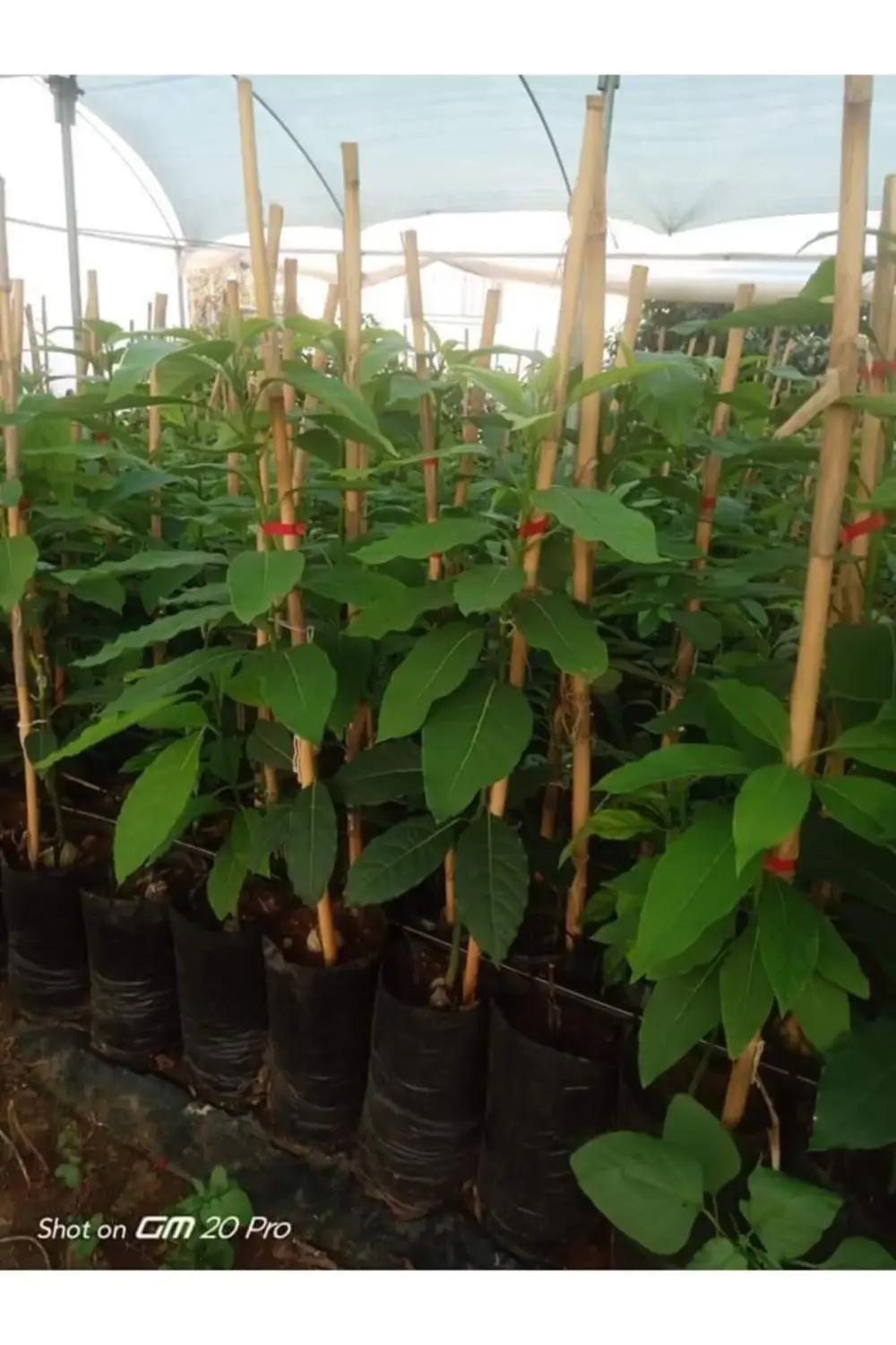 Aşılı Avokado Fidanı