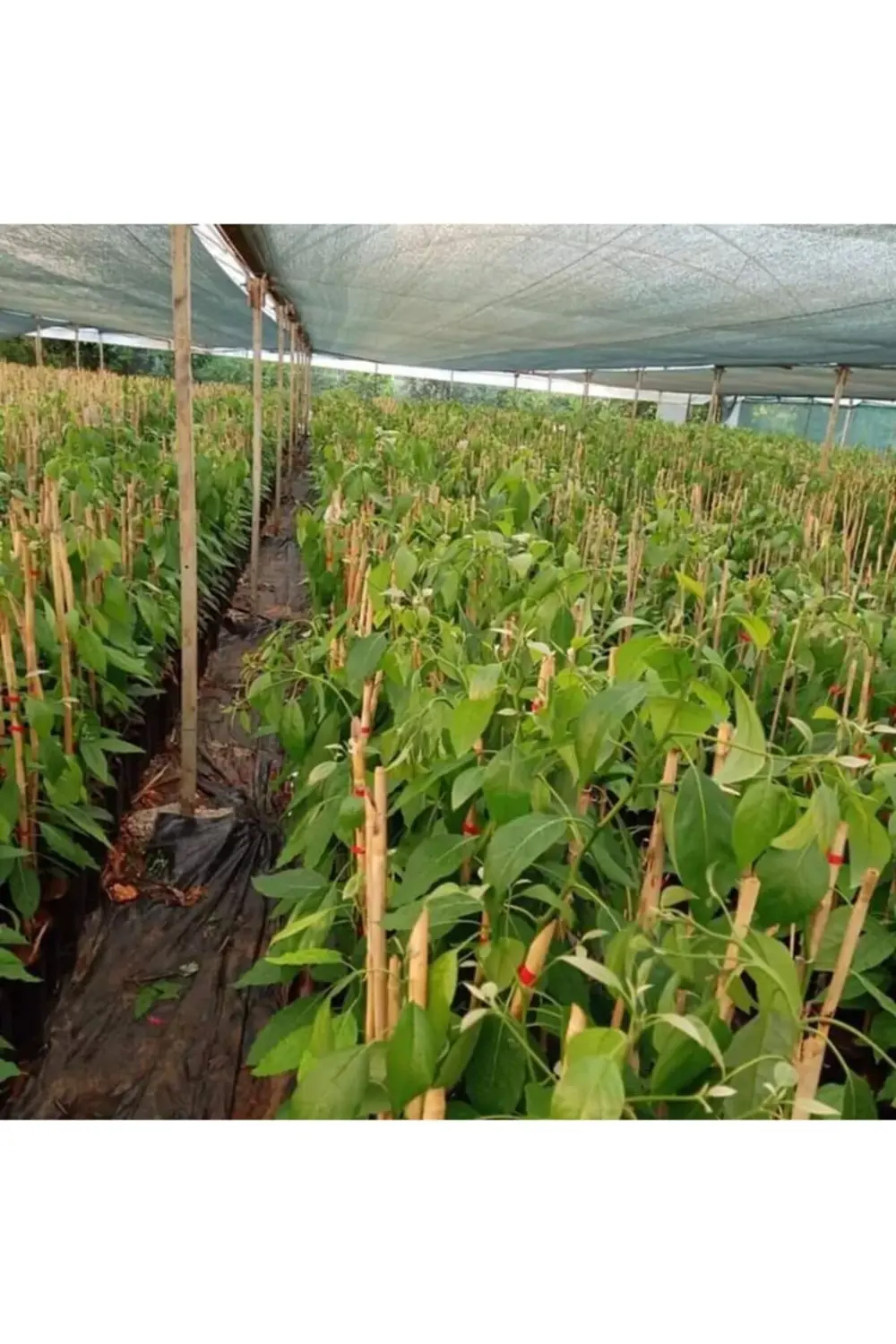 Aşılı Avokado Fidanı