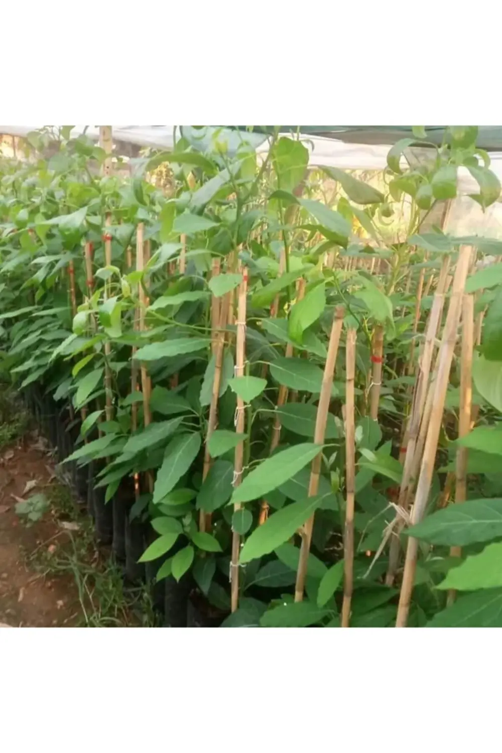 Aşılı Avokado Fidanı