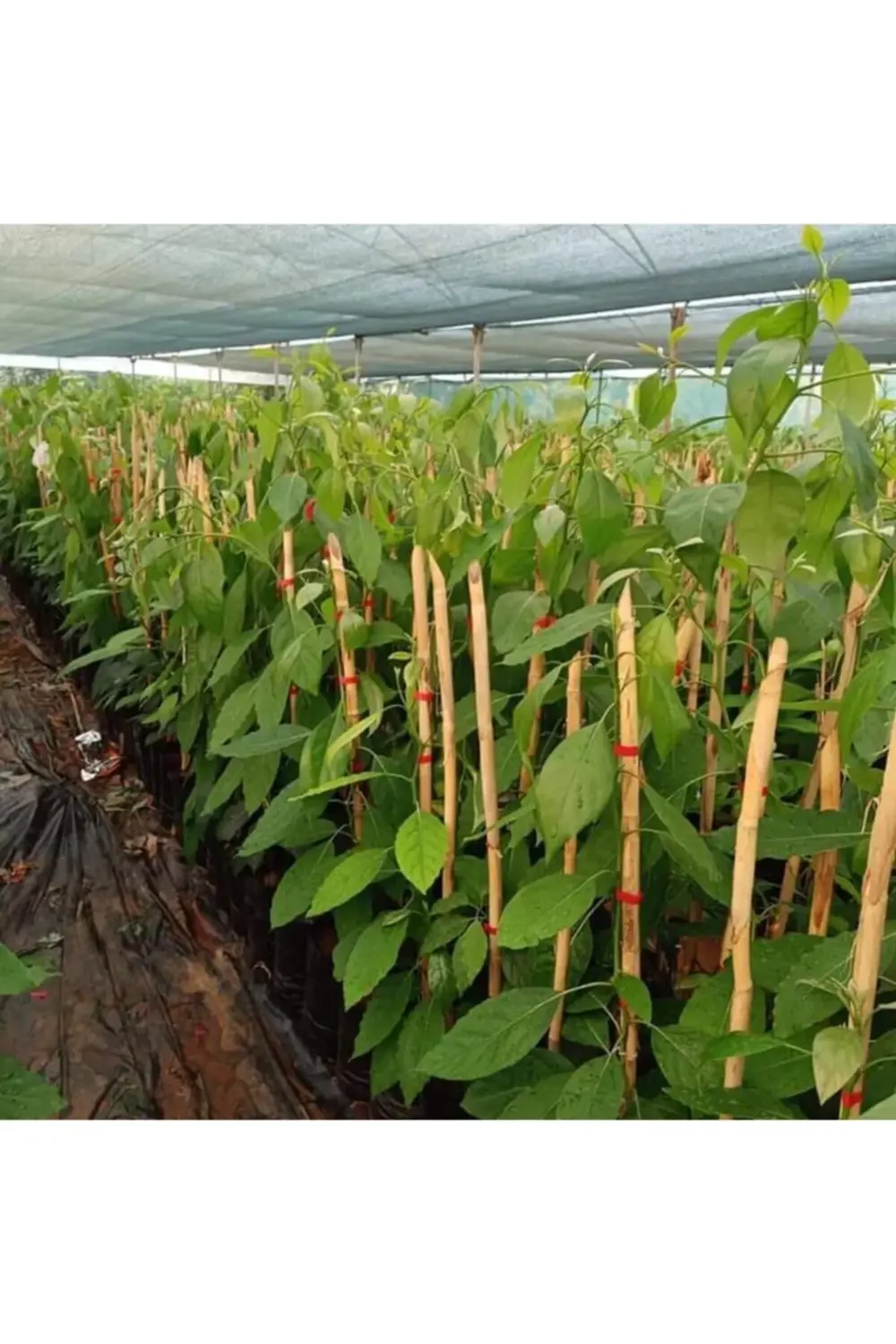 Aşılı Avokado Fidanı