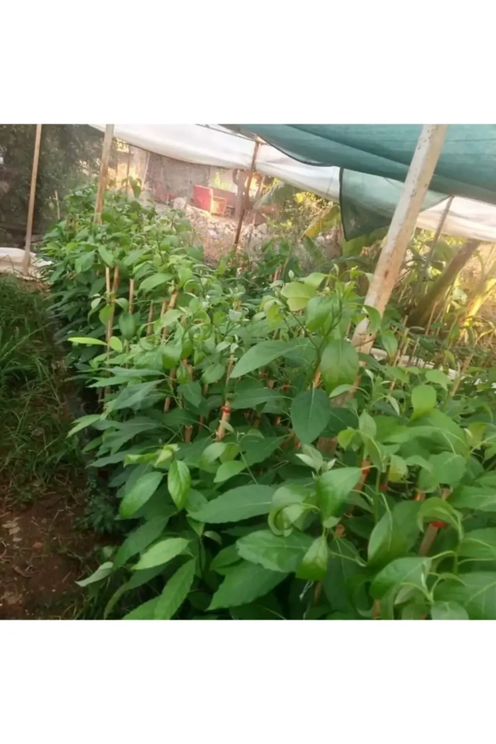 Aşılı Avokado Fidanı