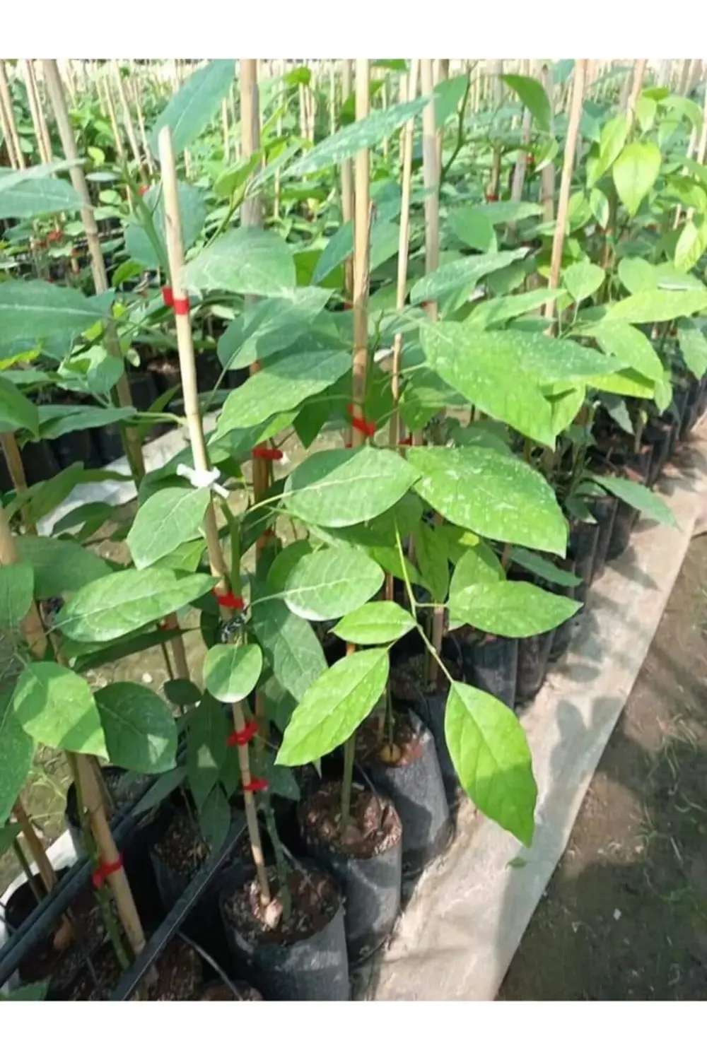 Aşılı Füverte Cinsi Avokado Fidanı