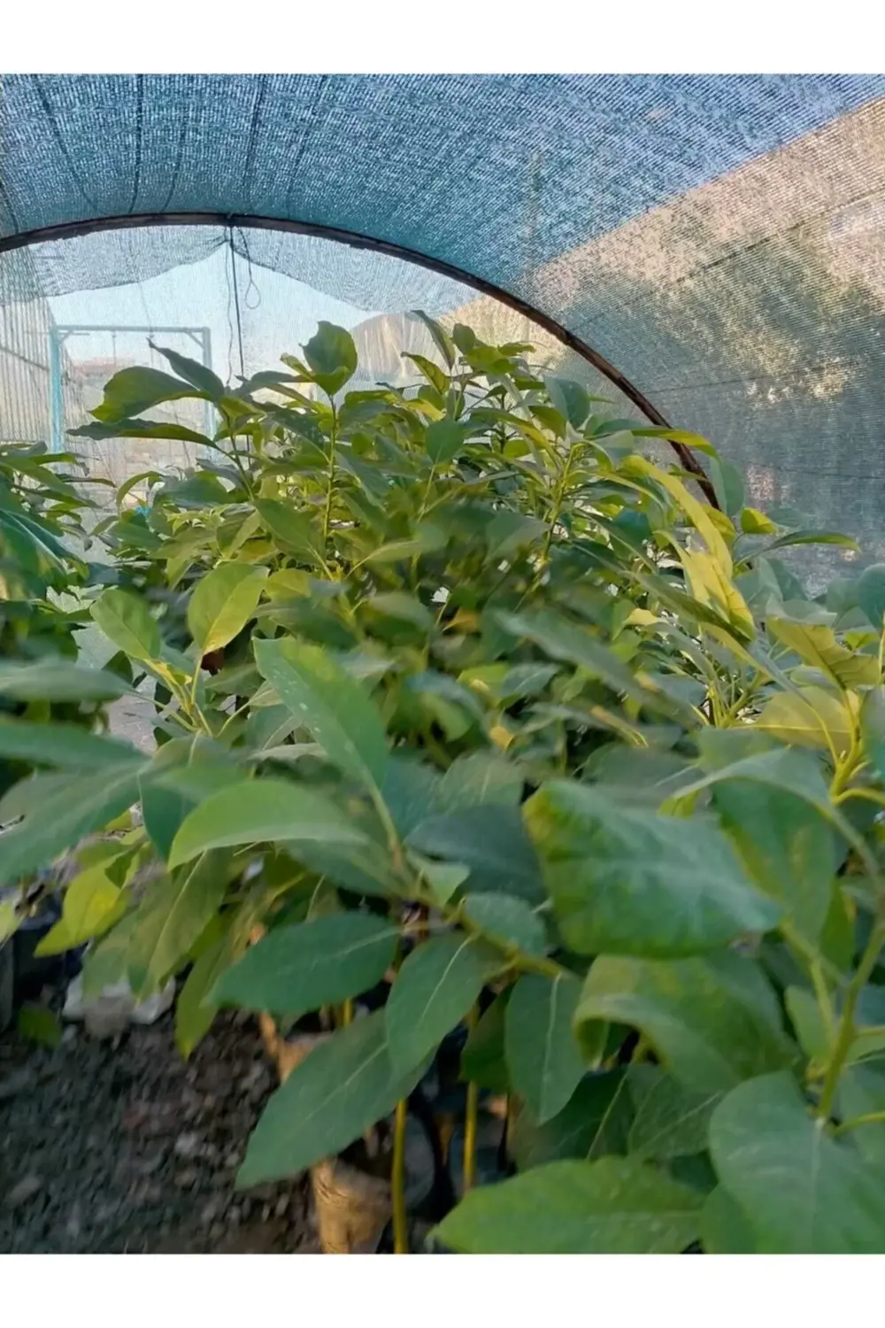 Aşılı Füverte Cinsi Avokado Fidanı
