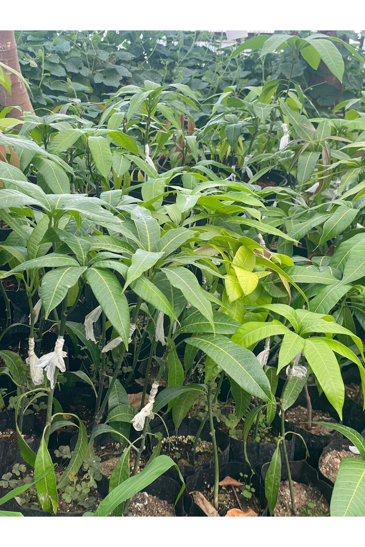 Erva Peysaj Aşili Mango Fidani 12 Yaş