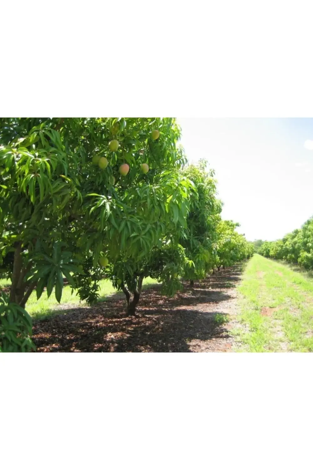 *aşılı Mango Fidanı 3 Yaş 110 Cm (nam Doc Mai)