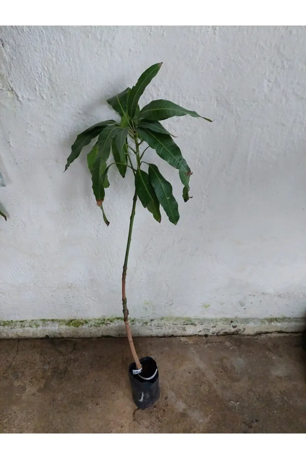 *aşılı Mango Fidanı 3 Yaş 110 Cm (nam Doc Mai)