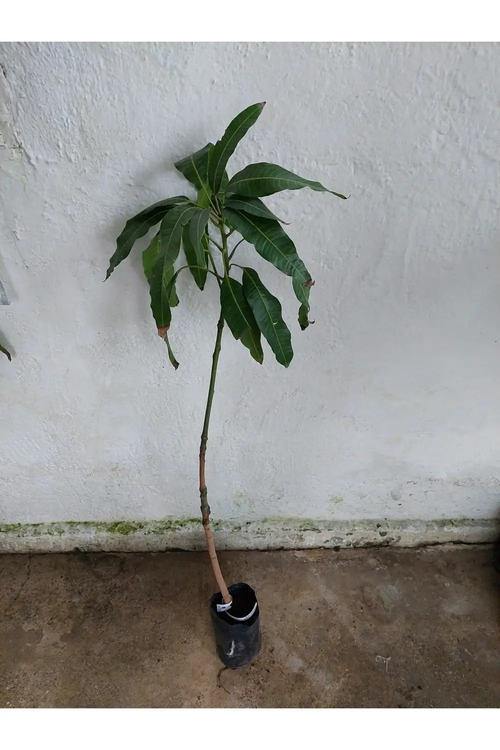 Aşılı Mango Fidanı 3 Yaş 110 cm Nam Doc Mai