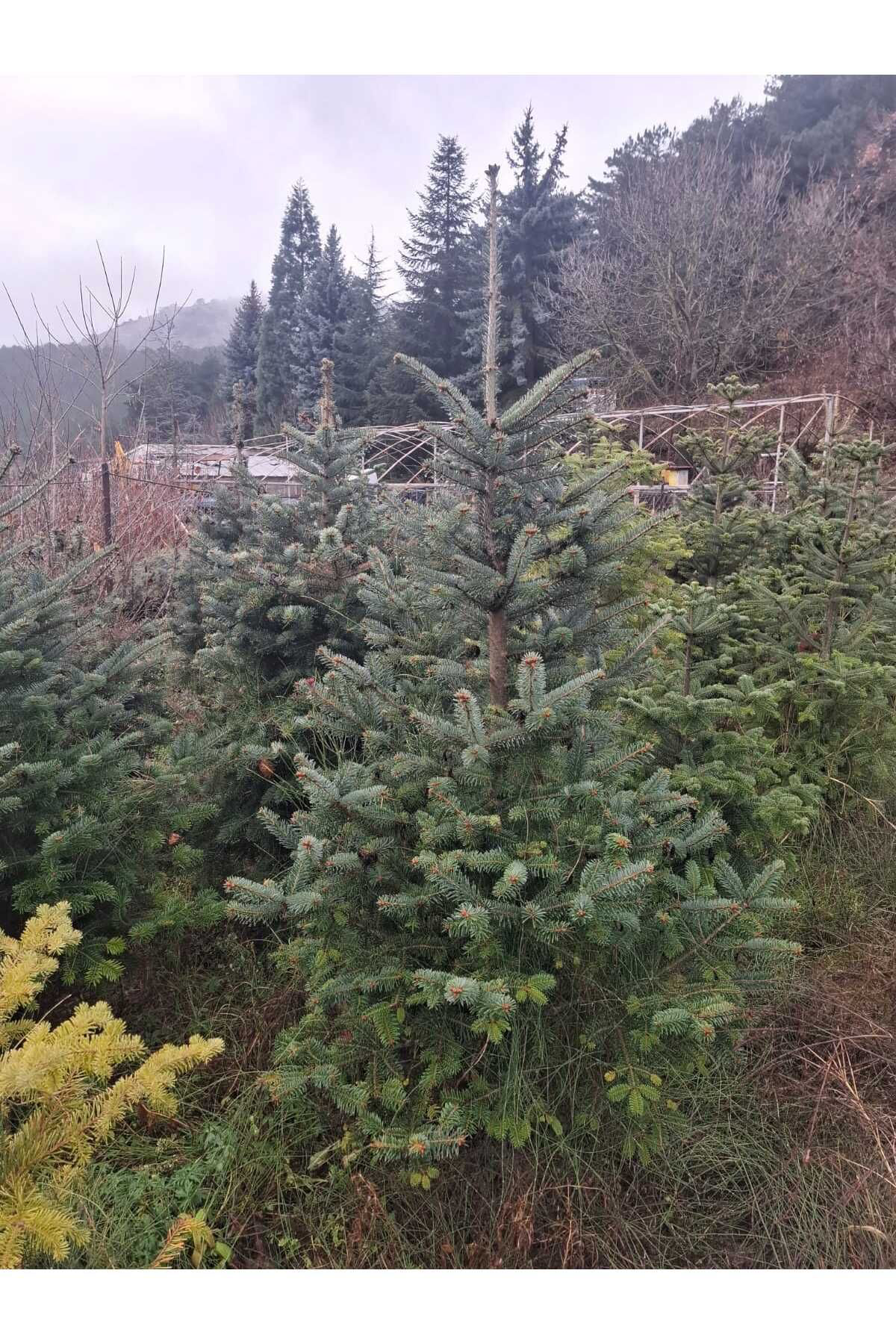 Zeysen Tropikal Aşili Mavi Ladin (80-100 Cm) (Picea Pungens Glauca "Hoopsii")