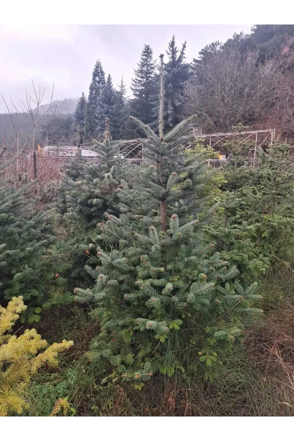 Aşılı Mavi Ladin (80-100 Cm) (picea Pungens Glauca "hoopsii")
