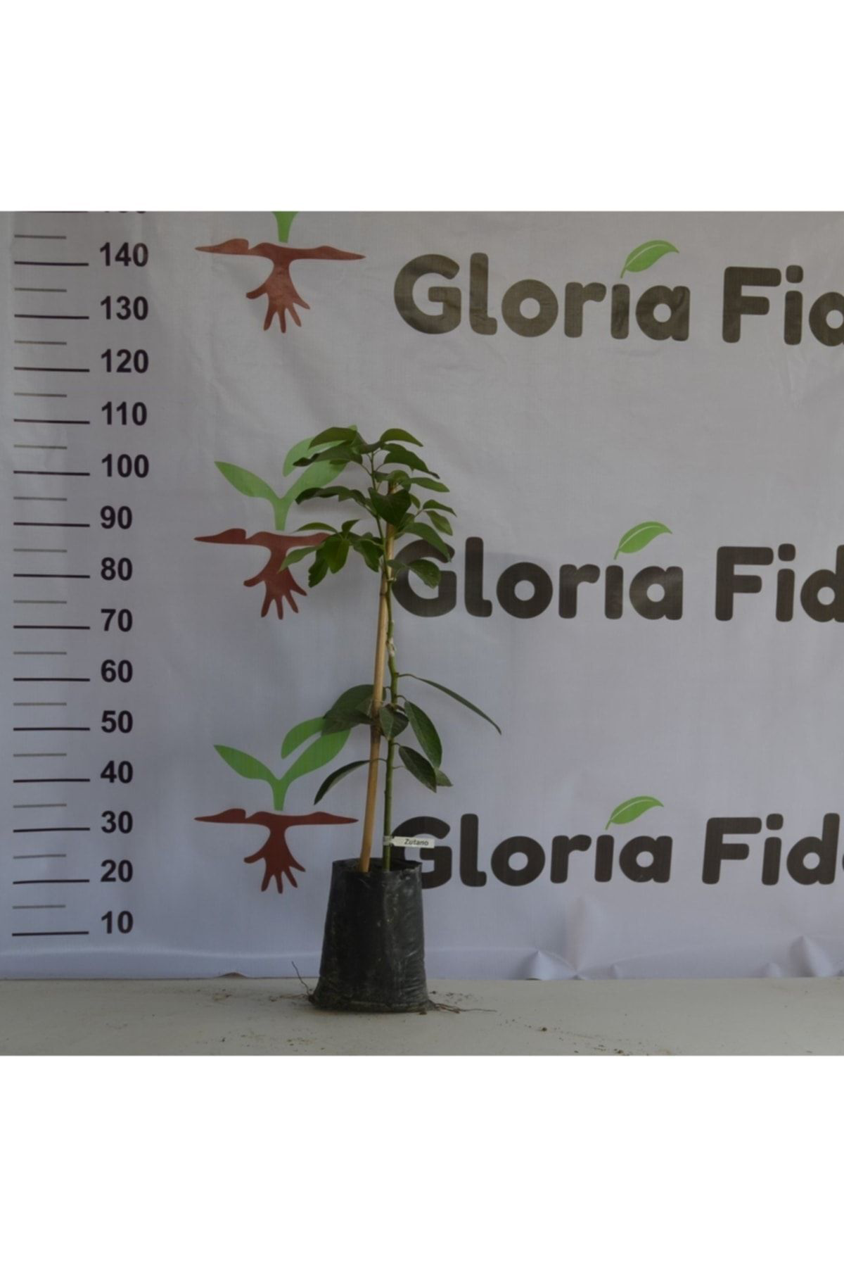 Gloria Aşili Tüplü 2 Yaş Zutano Avokado Boy 80-110 Cm