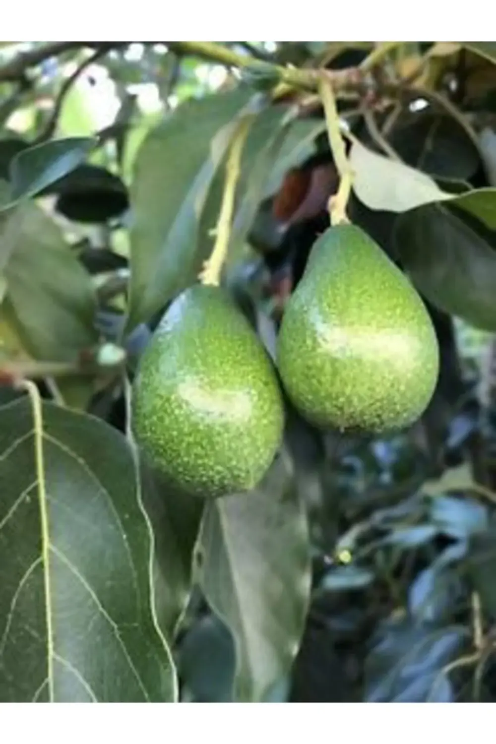 Aşılı Tüplü 2 Yaş Zutano Avokado Boy 80-110 Cm