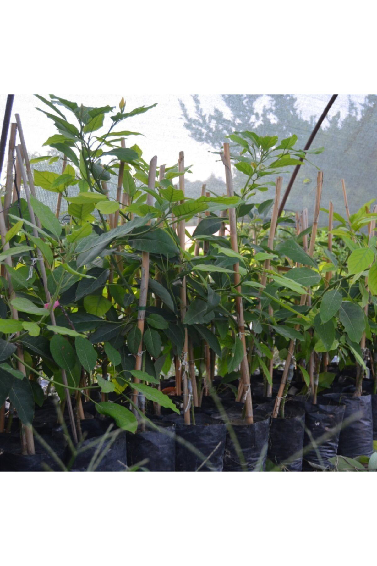 Aşılı Tüplü Bacon Avokado 2 Yaş Boy 60-90cm