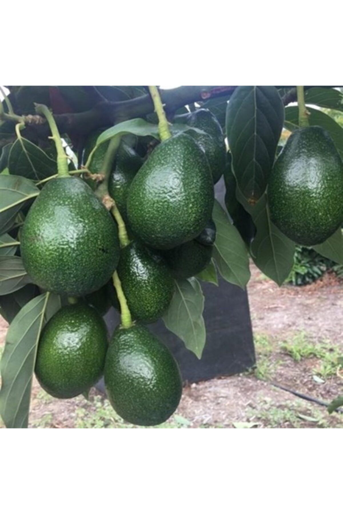 Aşılı Tüplü Bacon Avokado 2 Yaş Boy 60-90cm