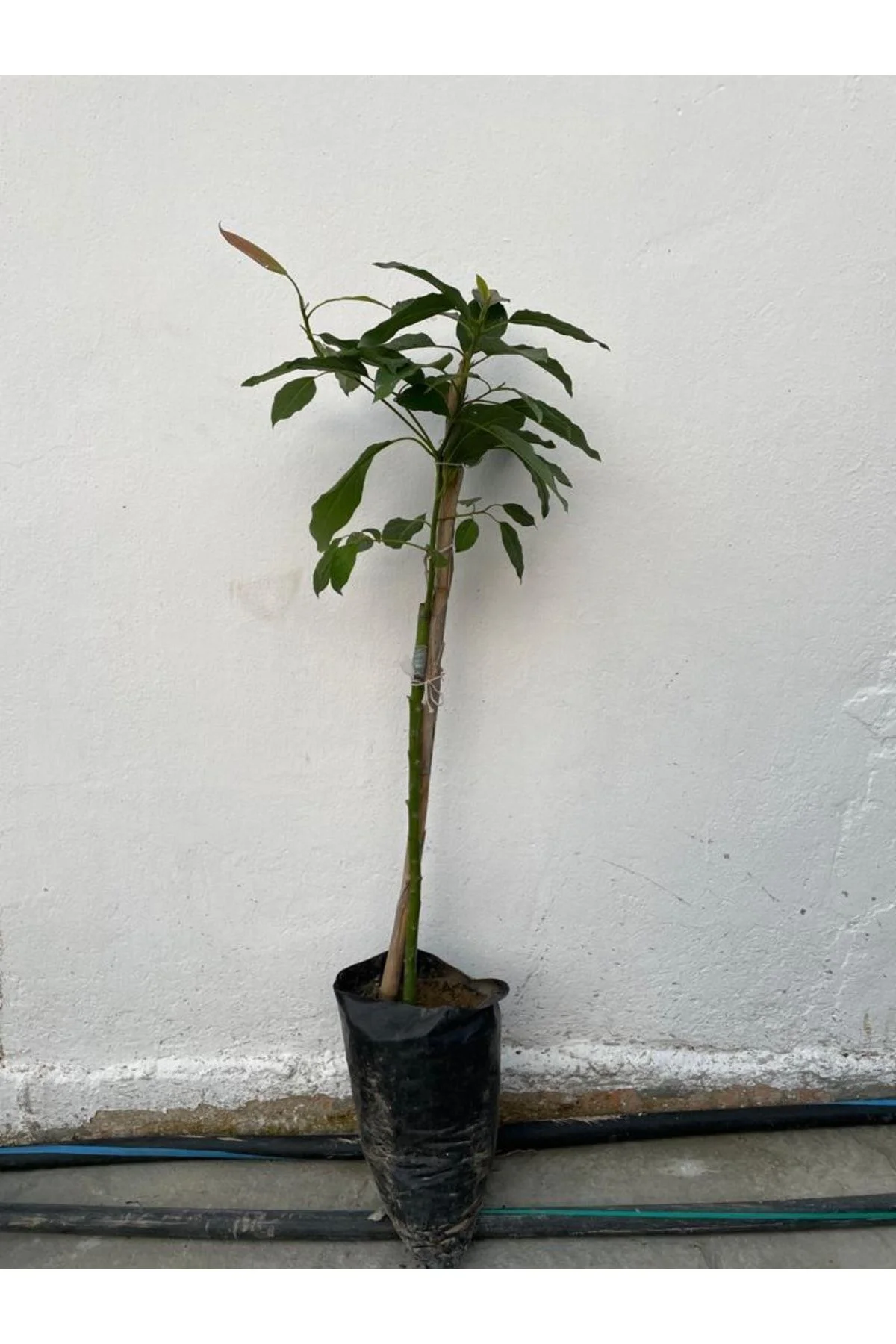 Aşılı Tüplü Bacon Avokado Yaş 2 Boy 60-90cm Aşılı Tüplü Bacon Avokado Yaş 2 Boy 60-90cm