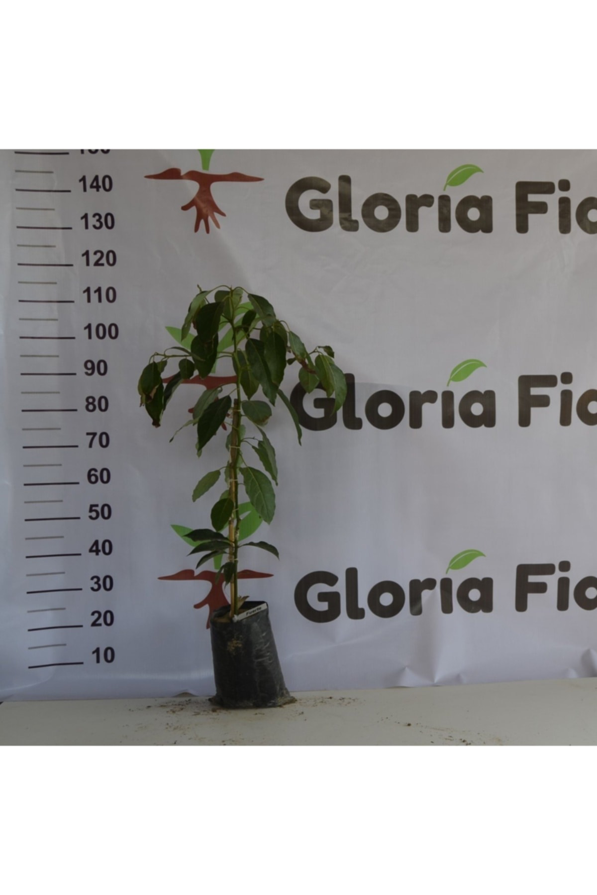 Aşılı Tüplü Fuerte Avokado 2 Yaş Boy 80-110 Cm