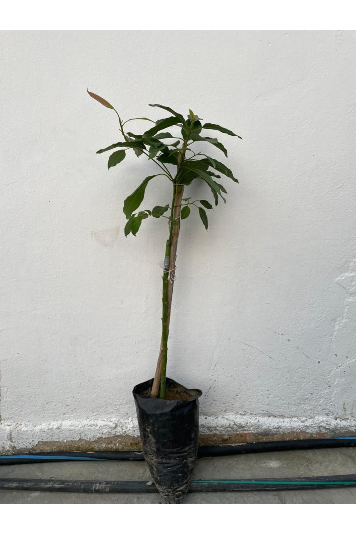 Aşılı Tüplü Fuerte Avakado 2 Yaş Boy 70-90 Cm