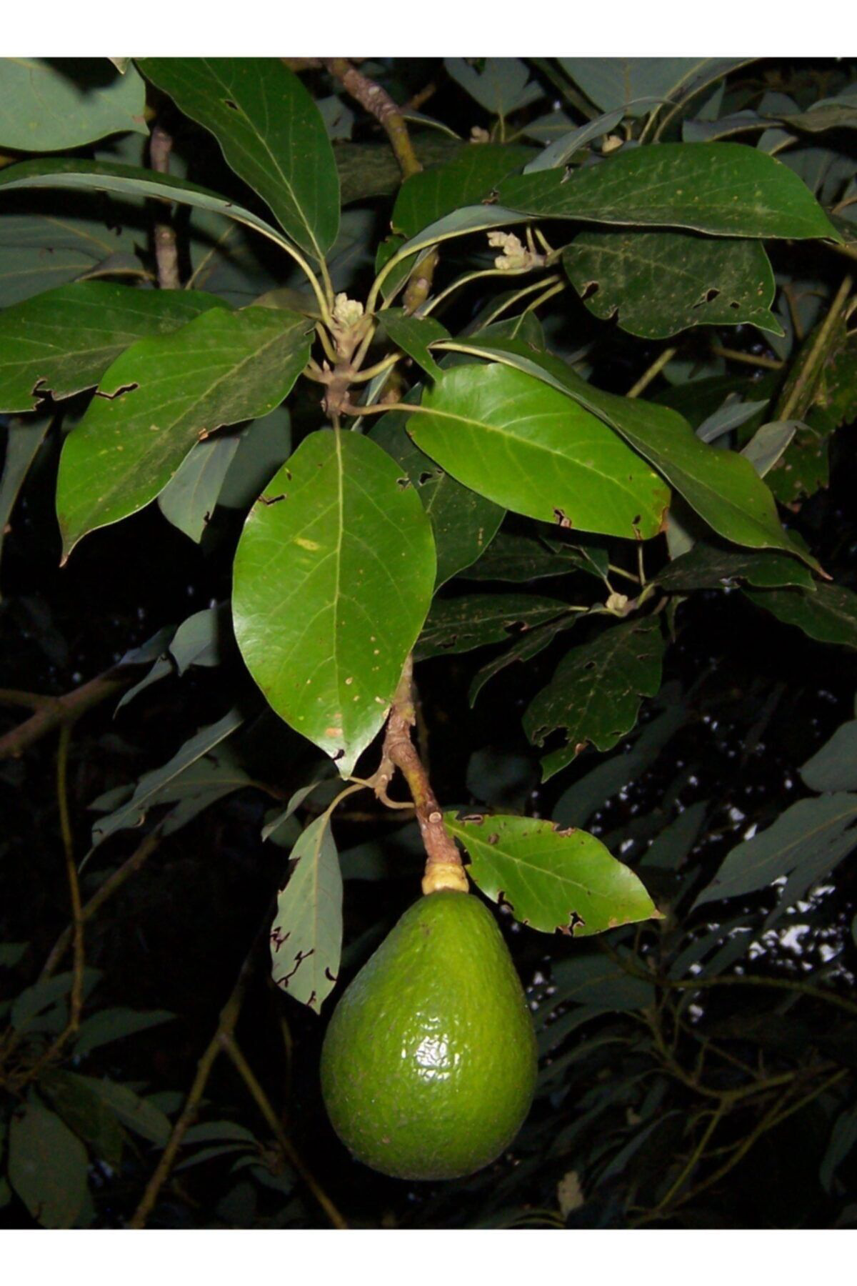 Sağlam Fidancılık Aşılı Tüplü Fuerte Avokado Ağacı Fidanı