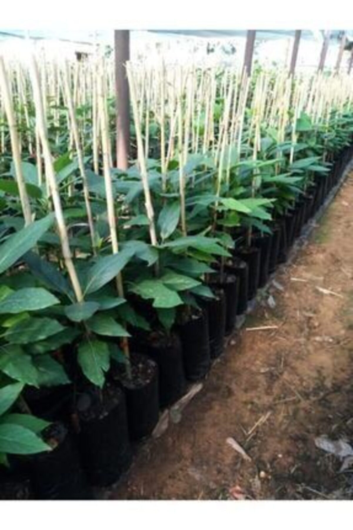 Aşılı Tüplü Fuerte Avokado Yaş 2 Boy 60-90cm