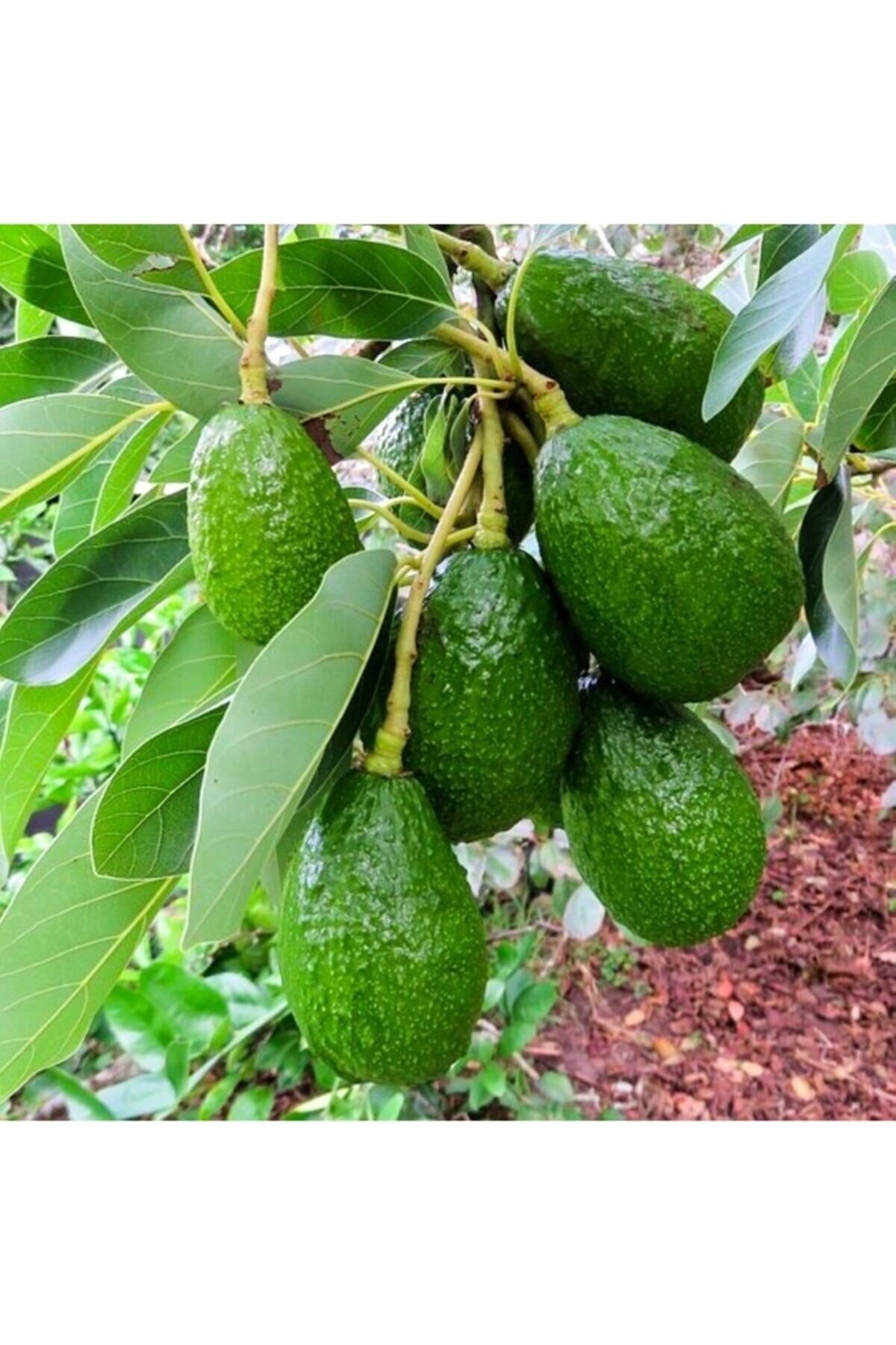 Aşılı Tüplü Fuerte Avakado 2 Yaş Boy 70-90 Cm