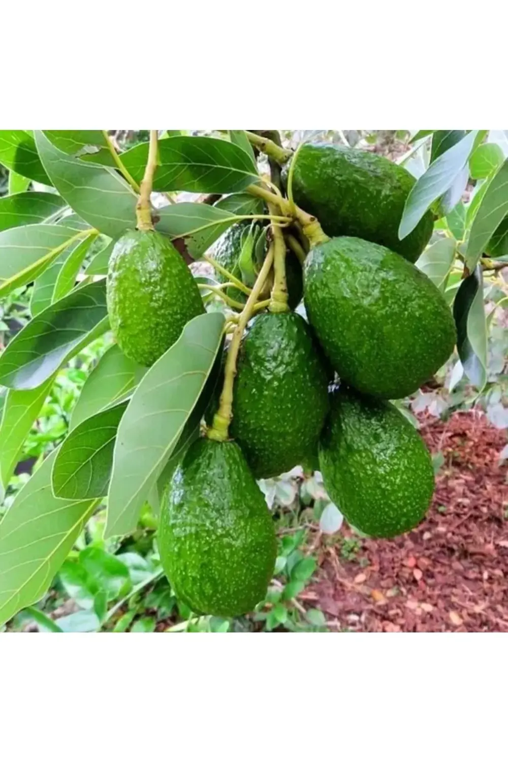 Aşılı Tüplü Fuerte Avokado 2 Yaş Boy (100-150) Cm