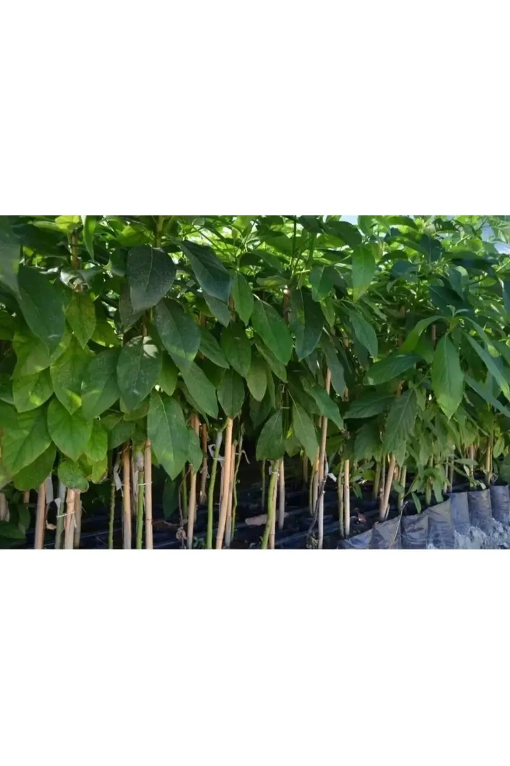 Aşılı Tüplü Fuerte Avokado 2 Yaş Boy (100-150) Cm