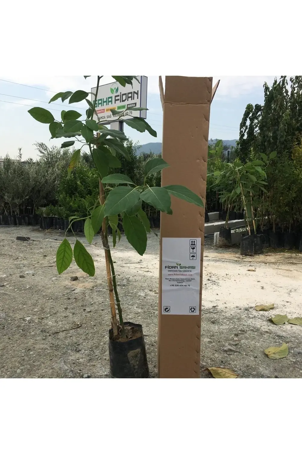 Aşılı Tüplü Hass Black Avokado 2 Yaş Boy 60-90 Cm