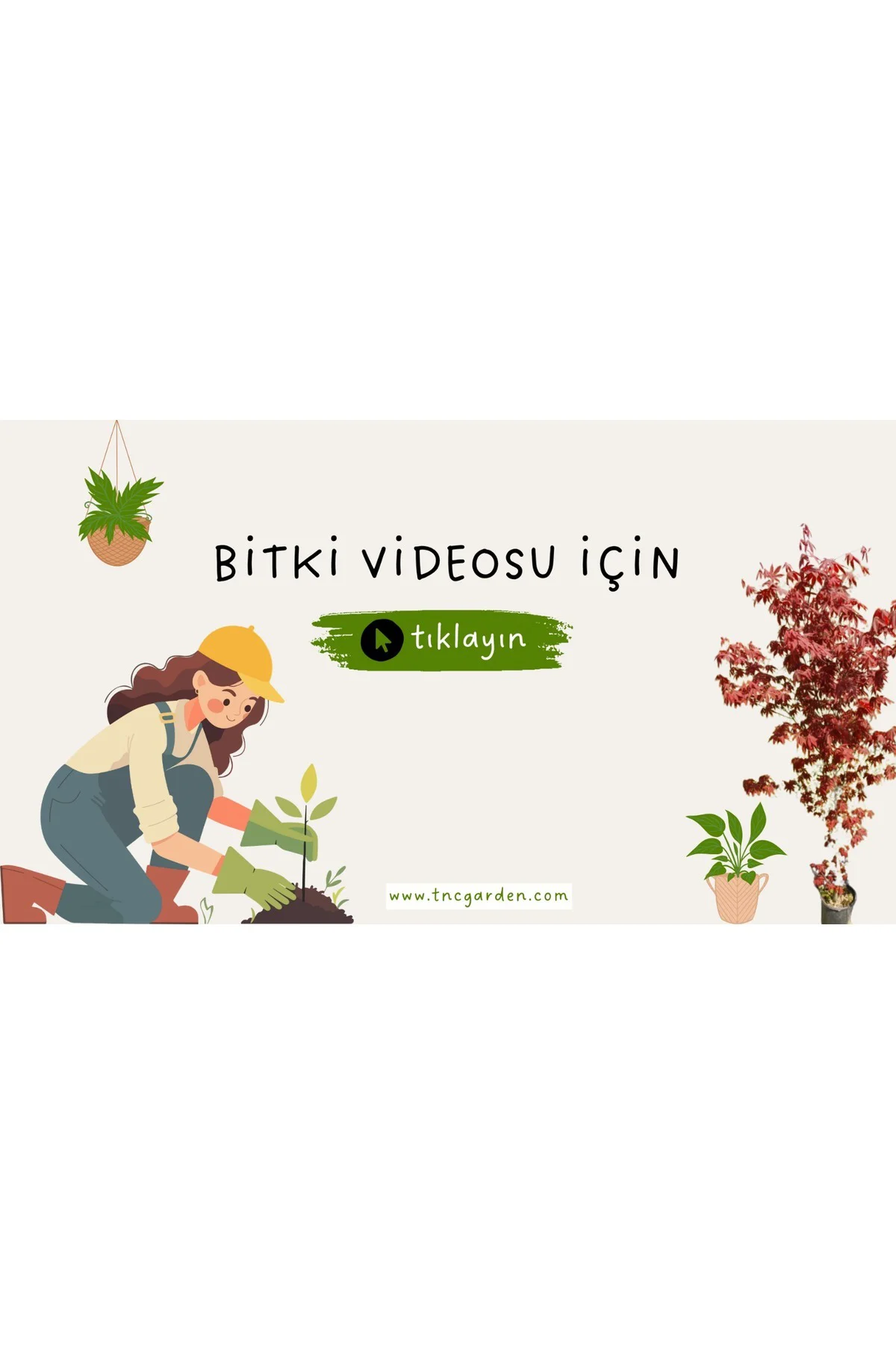 Aşk Merdiveni Çiçeği Askılı Saksıda Hediyelik