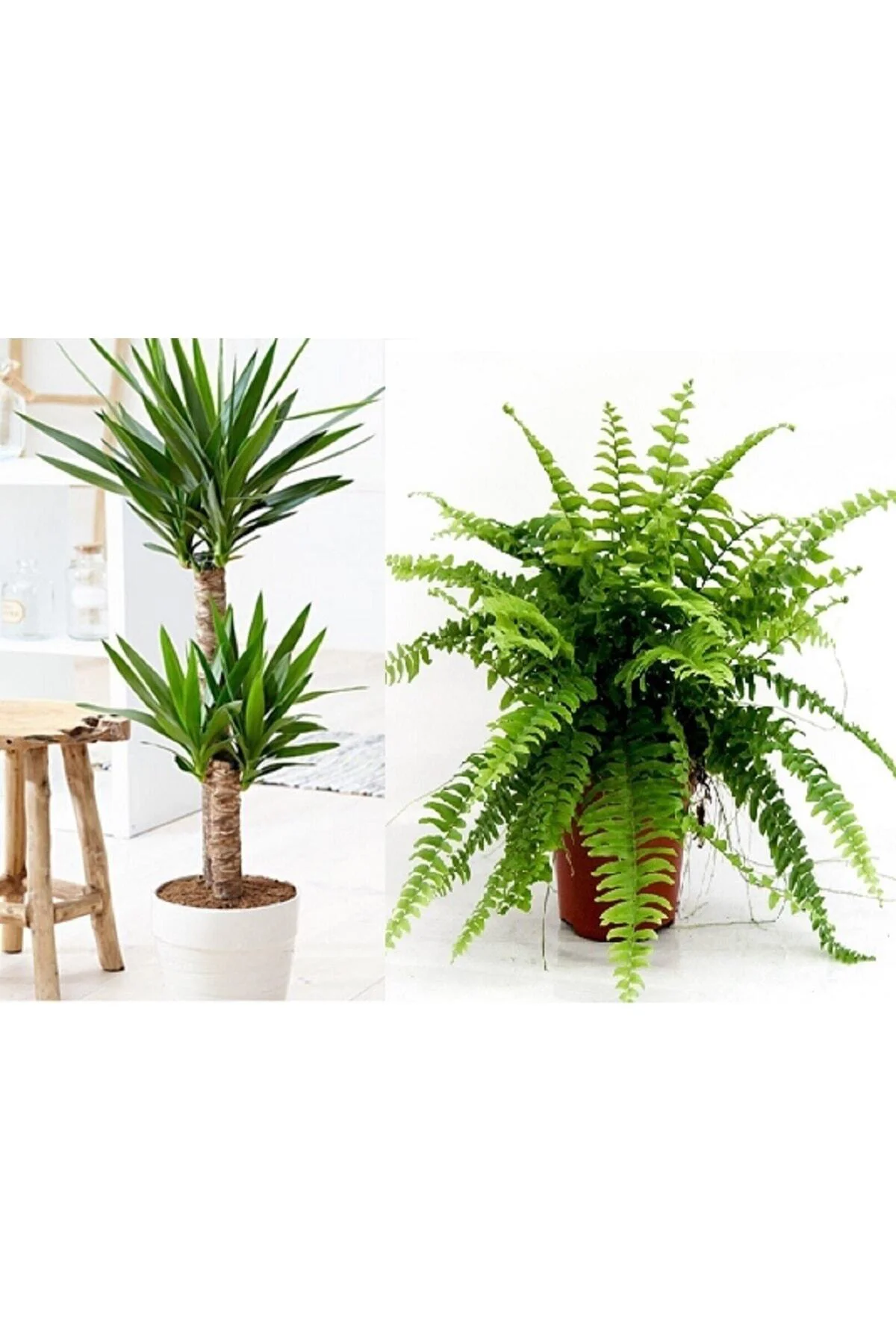 Aşk Merdiveni Çiçeği Ve Yucca Çiçeği 2 Gövde Ev Bitkisi Salon Bit