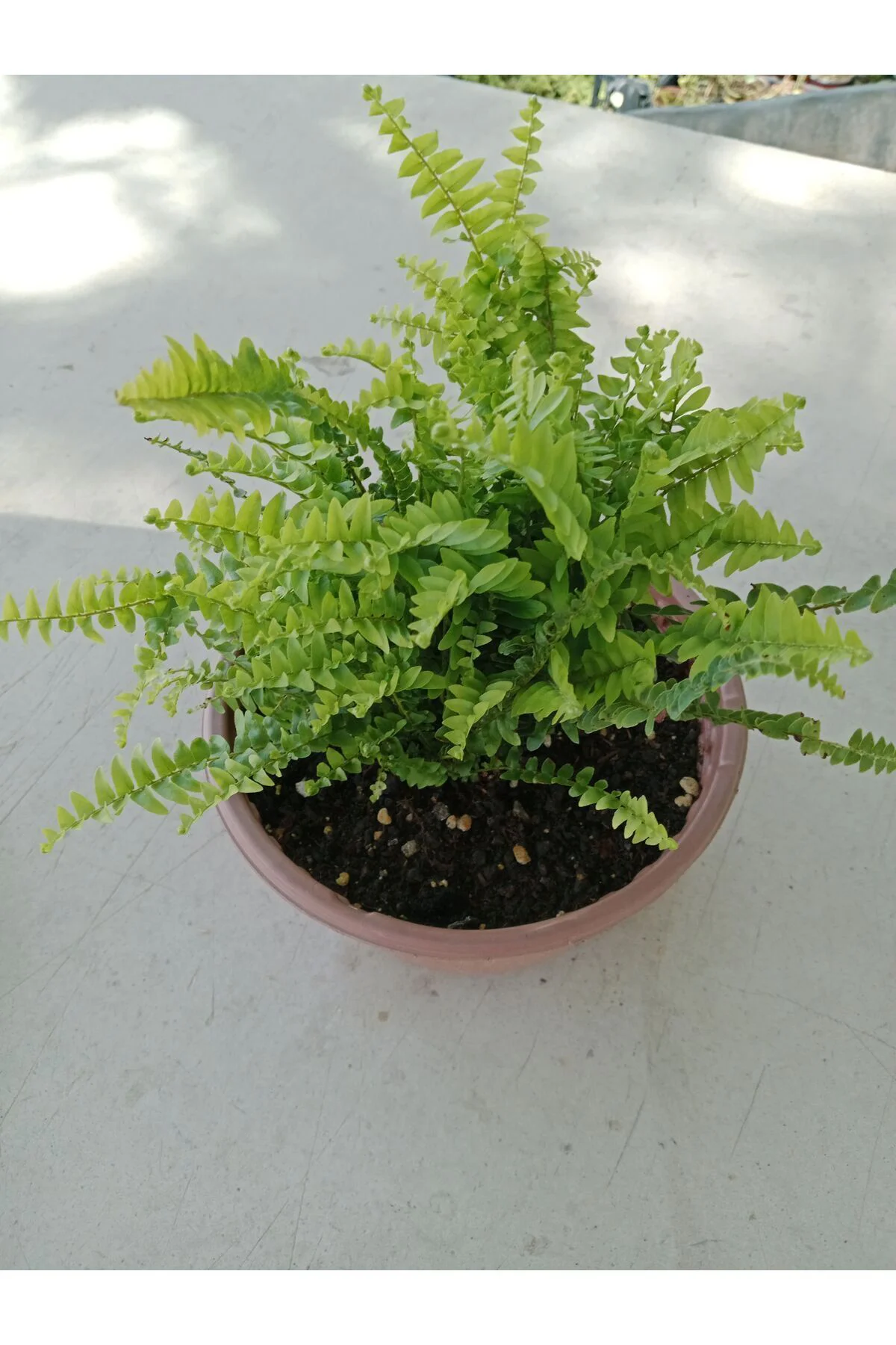 Aşk Merdiveni ( Nephrolepis ) ( 15 Cm Saksıda ) 30 - 40 Cm Arası