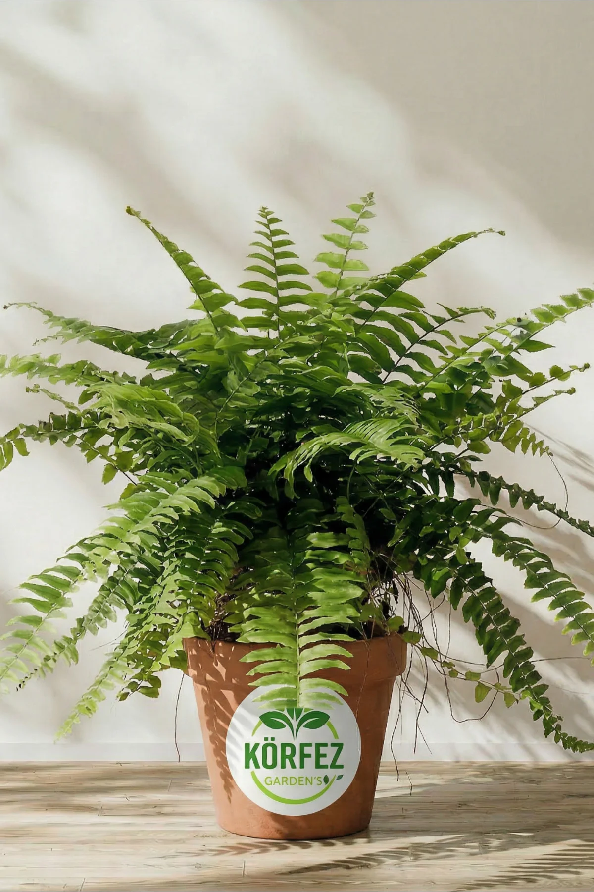 Aşk Merdiveni ( Nephrolepis ) ( 15 Cm Saksıda ) 30 - 40 Cm Arası