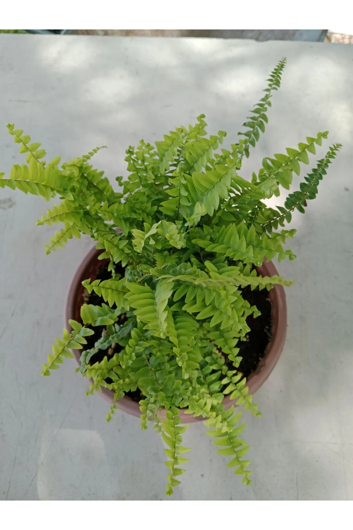 Aşk Merdiveni ( Nephrolepis ) ( 15 Cm Saksıda ) 30 - 40 Cm Arası